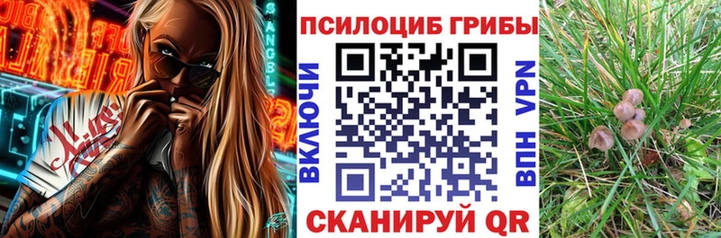 Псилоцибиновые грибы Psilocybe  blacksprut зеркало  Куровское  как найти  